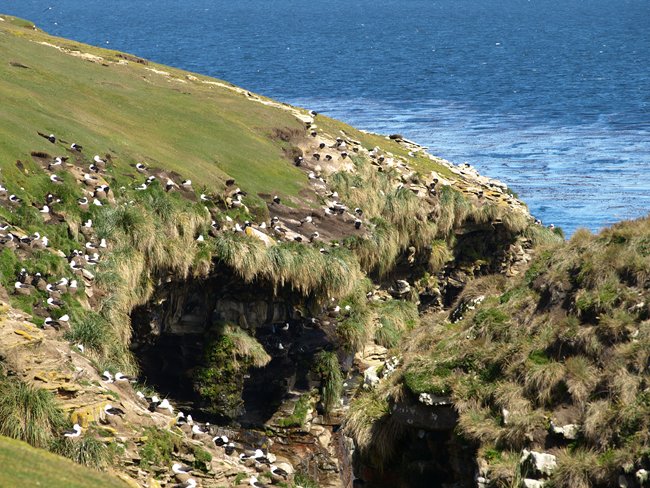../../Pictures/241209/058 blackbrowded Albatross.JPG